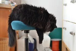 Varier Move Ergonomic Sit Stand Stool -Desk Elegant Shop move cat images 18244.1674503368